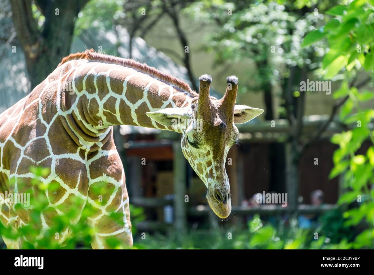 Chicago, IL USA, 23. Juni 2018, GIRAFFE im Brookfield Zoo (nur für redaktionelle Verwendung) Stockfoto