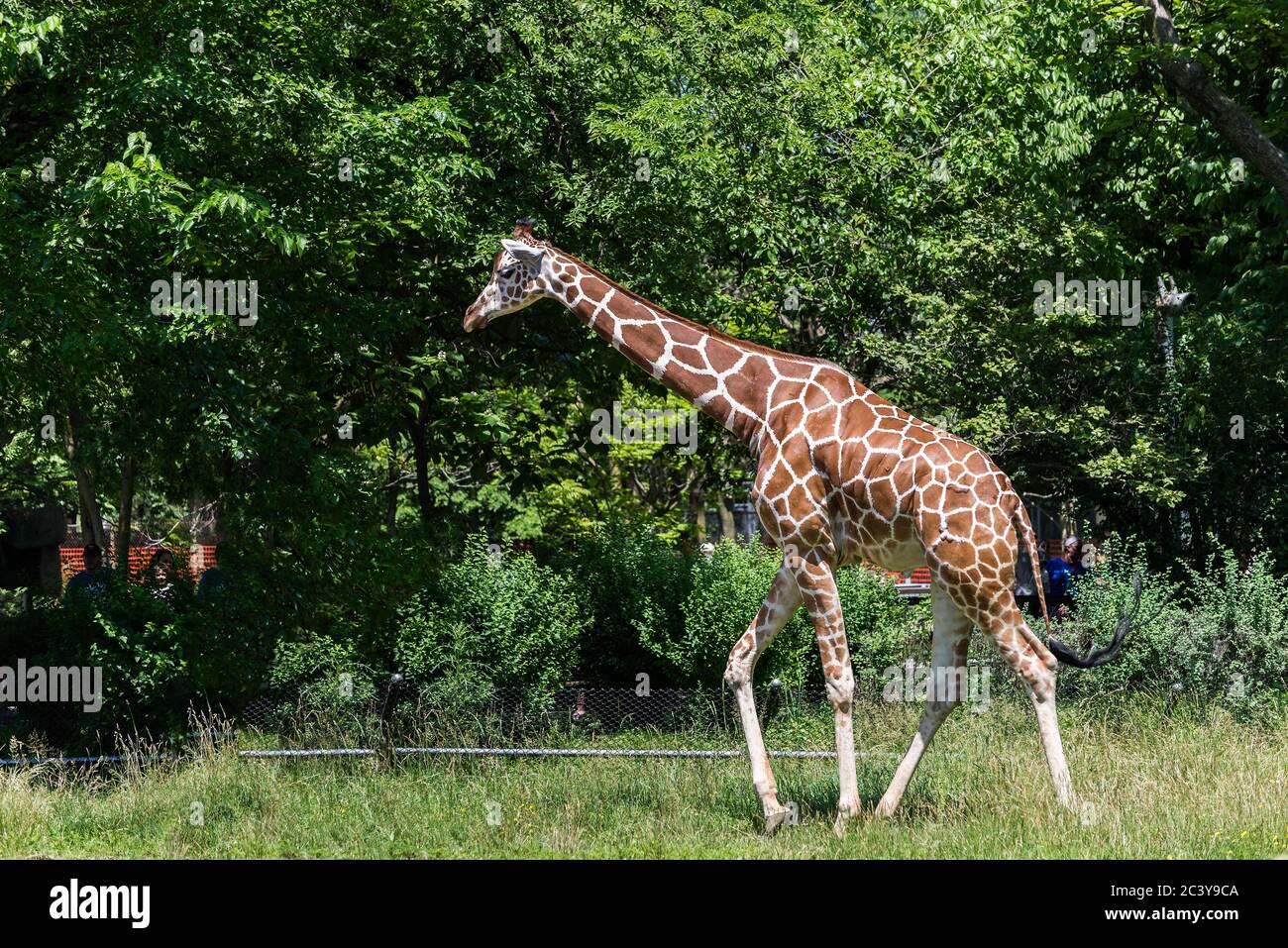 Chicago, IL USA, 23. Juni 2018, GIRAFFE im Brookfield Zoo (nur für redaktionelle Verwendung) Stockfoto