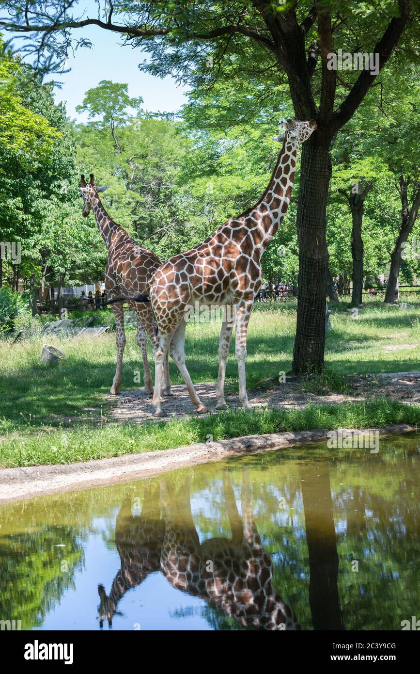 Chicago, IL USA, 23. Juni 2018, ZWEI Giraffen mit Reflexionen im Regenpaddel im Brookfield Zoo (nur für redaktionelle Verwendung) Stockfoto
