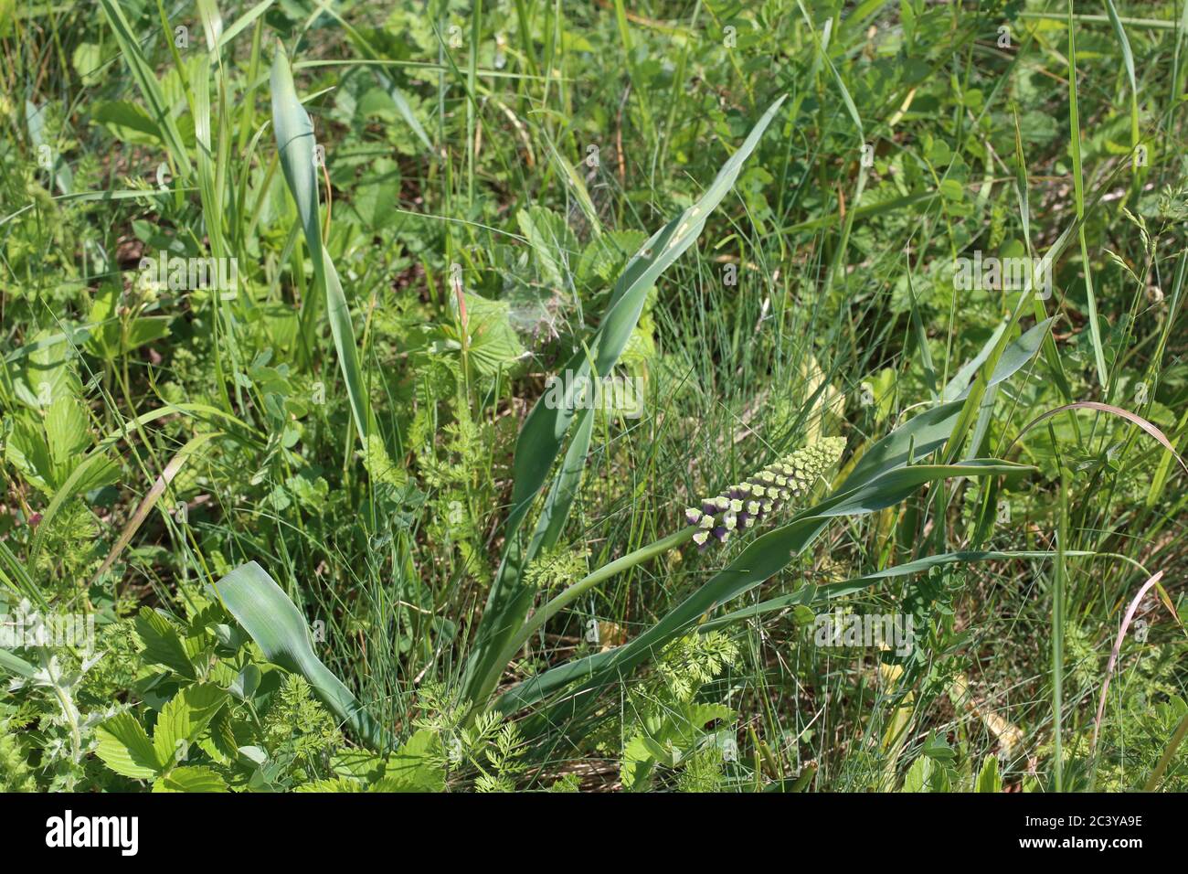 Muscari comosum, Tassel Hyazinth. Wildpflanze im Sommer erschossen. Stockfoto