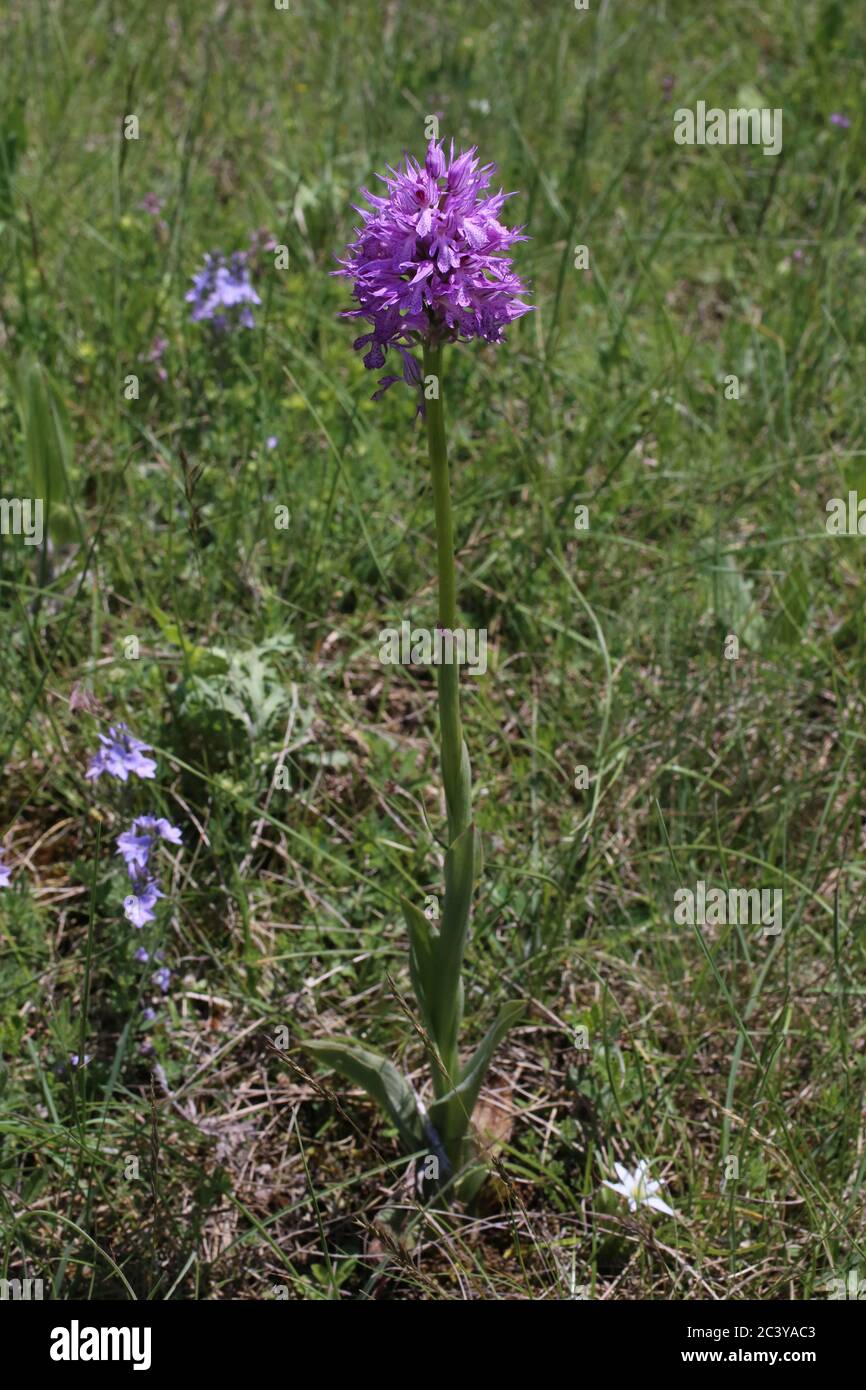 Neotinea tridentata, Zahnorchidee - Wilde Pflanze im Sommer erschossen. Stockfoto