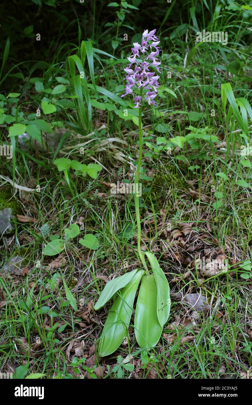 Orchis militaris, Soldier Military Orchid. Wildpflanze im Sommer erschossen. Stockfoto