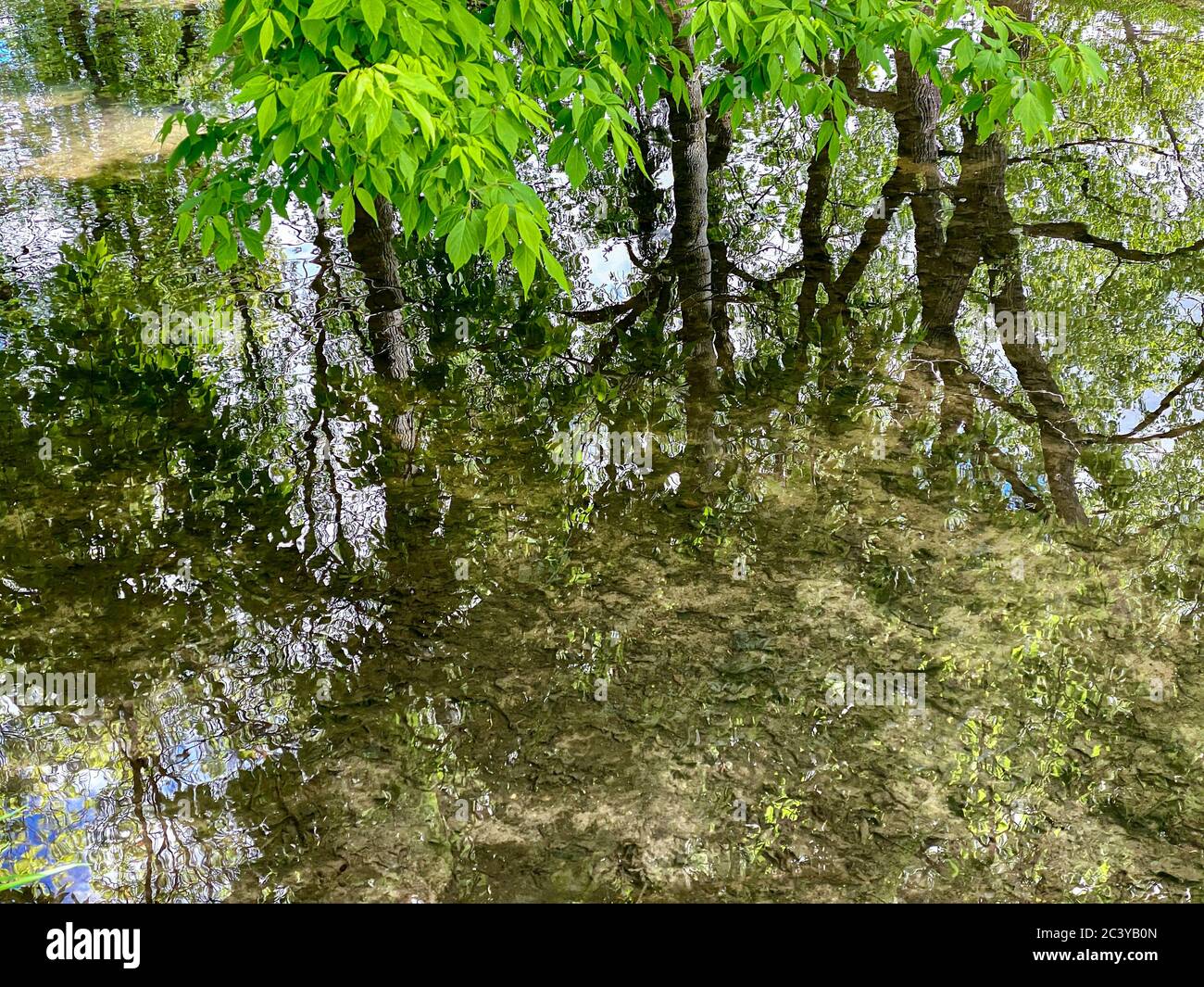 Reflexionen im flachen Wasser von grünen Bäumen am Flussufer. Sonnige Frühlingslandschaft Stockfoto