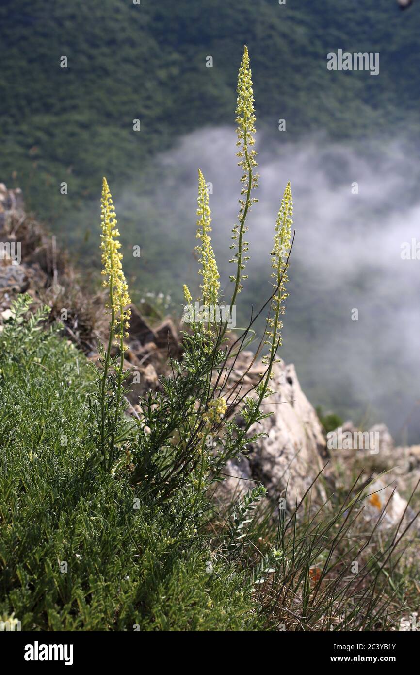 Reseda lutea, Wild Mignonette. Wildpflanze im Sommer erschossen. Stockfoto