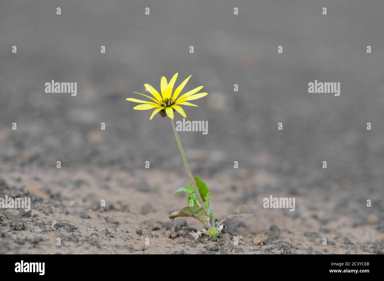 Einzelne gelbe Blume überlebenden Dürre auf ariden kargen Boden in landwirtschaftlichen Landschaft, isoliert mit verschwommenem Hintergrund und Kopierer Raum. Stockfoto