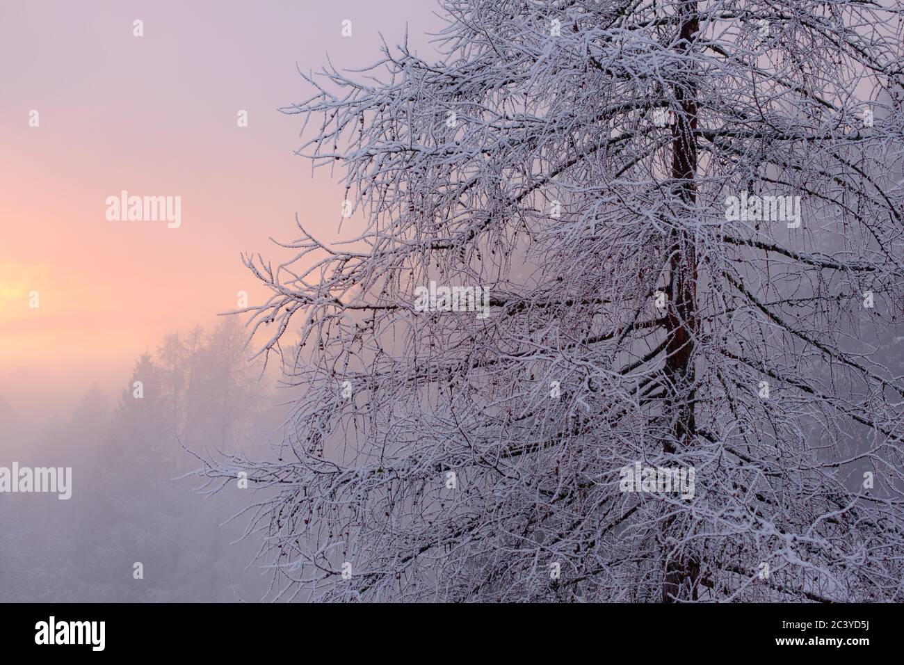 Baum im Nebel, Winter. Dovje, Kranjska Gora, Slowenien Stockfoto