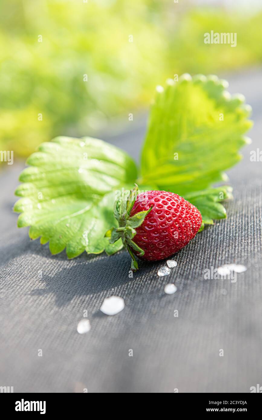 Rote Erdbeere mit wenigen weißen Hagelsteinen und unfokussierten Erdbeerblatt auf grauem Material, das für den Anbau dieser Beere im Garten verwendet wird. Vertikaler Hintergrund Stockfoto