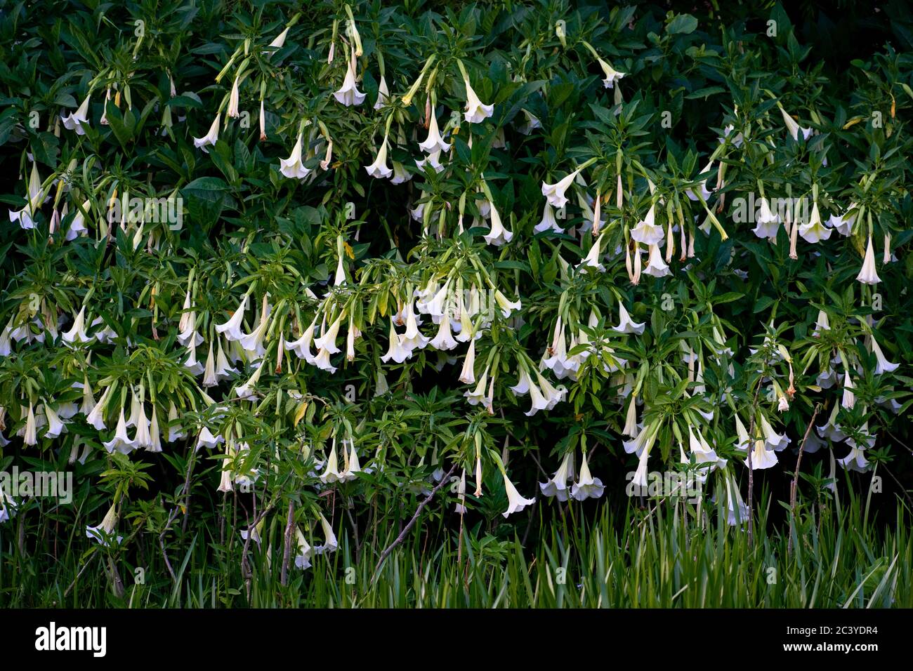 Frühling ist die Art und Weise der Natur zu sagen, ‘Lasst uns feiern!’. Stockfoto