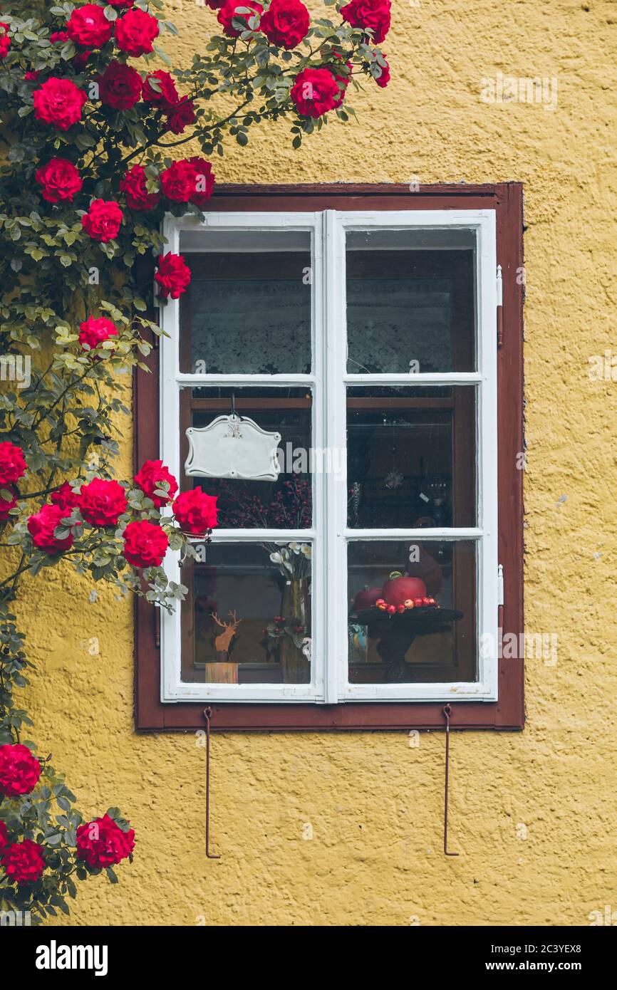 Altes Fenster im Haus mit gelben Wänden kletternd roten Rosen Dekoration Stockfoto