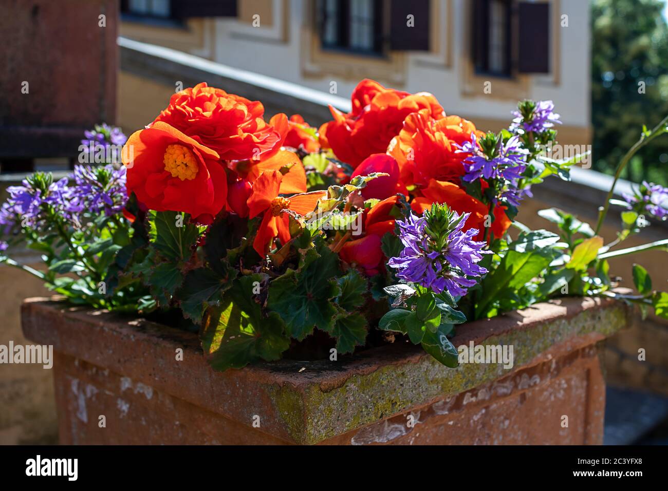 Altes Blumenbeet mit blühenden Blumen auf der Straße. Stockfoto