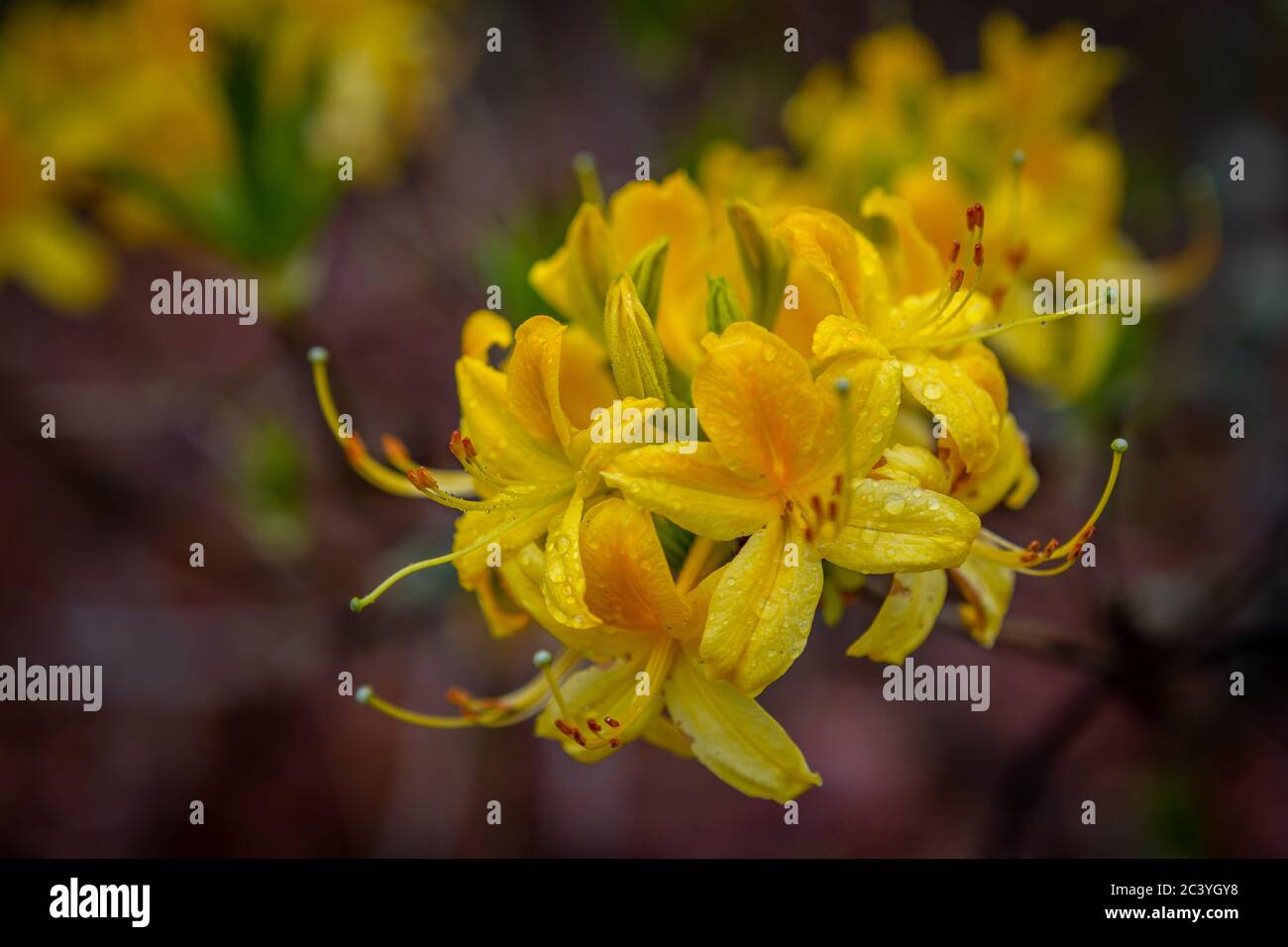 rhododendron blüht im Wald Stockfoto