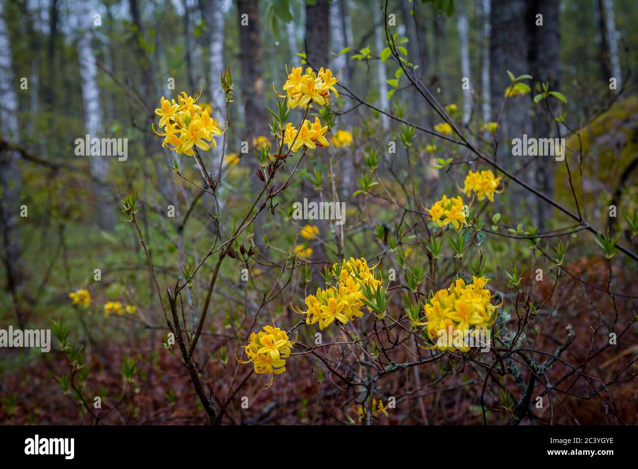 rhododendron blüht im Wald Stockfoto