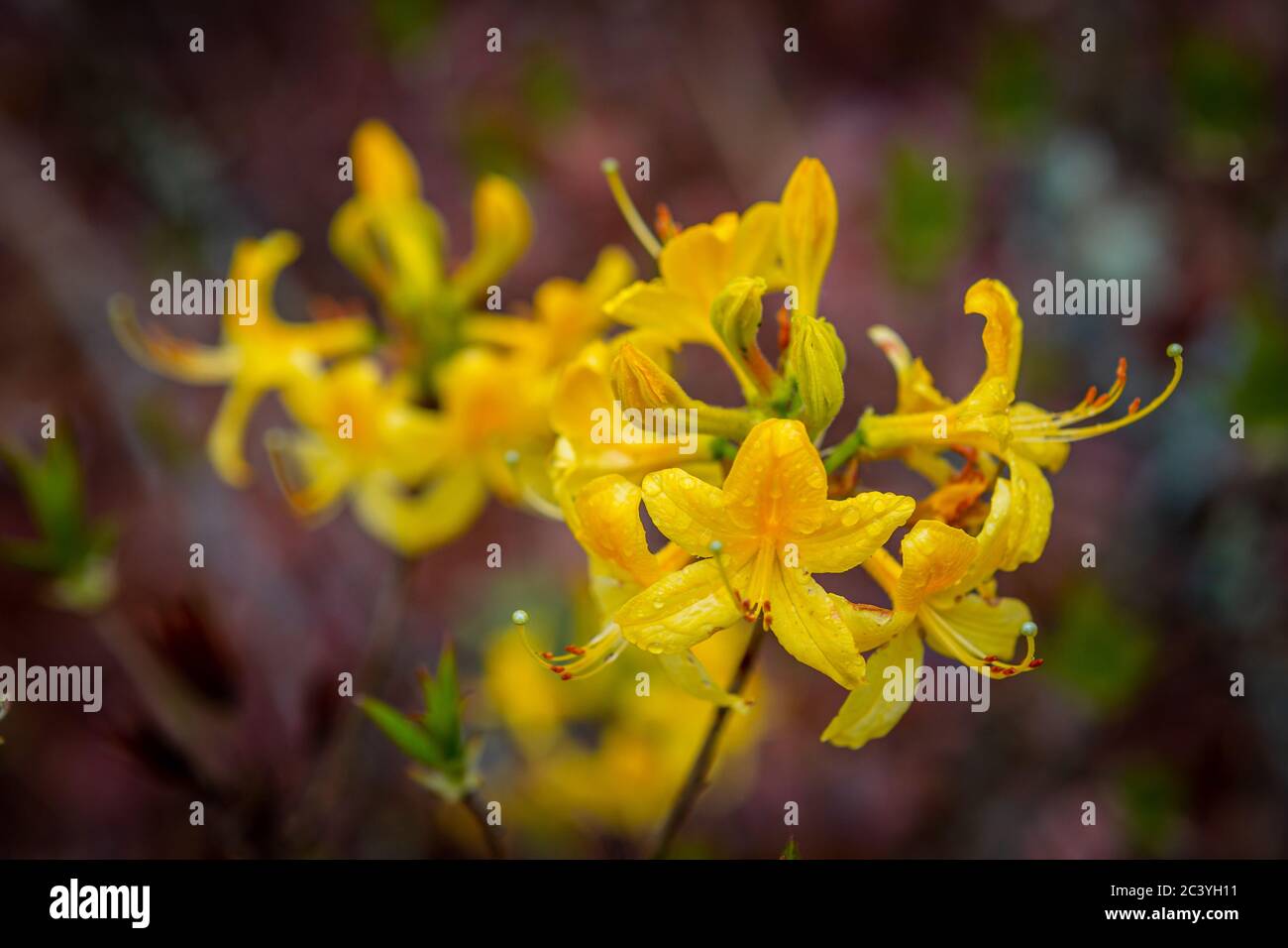 rhododendron blüht im Wald Stockfoto
