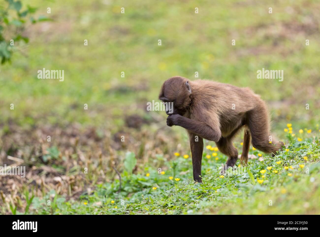 Gelada Baboon - Theropithecus gelada, schöner Grundprimas aus den Bergen von Semien, Äthiopien. Stockfoto