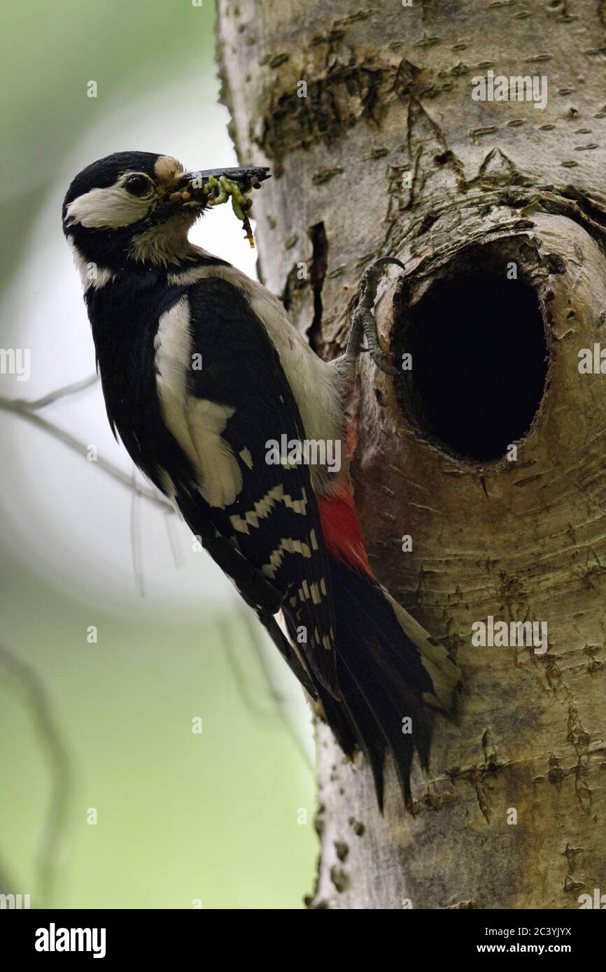 Great Spotted Specht ( Dendrocopos Major ) thront am Baumloch, hält Nahrung für Küken in seiner Schnabel Tierwelt, Europa. Stockfoto