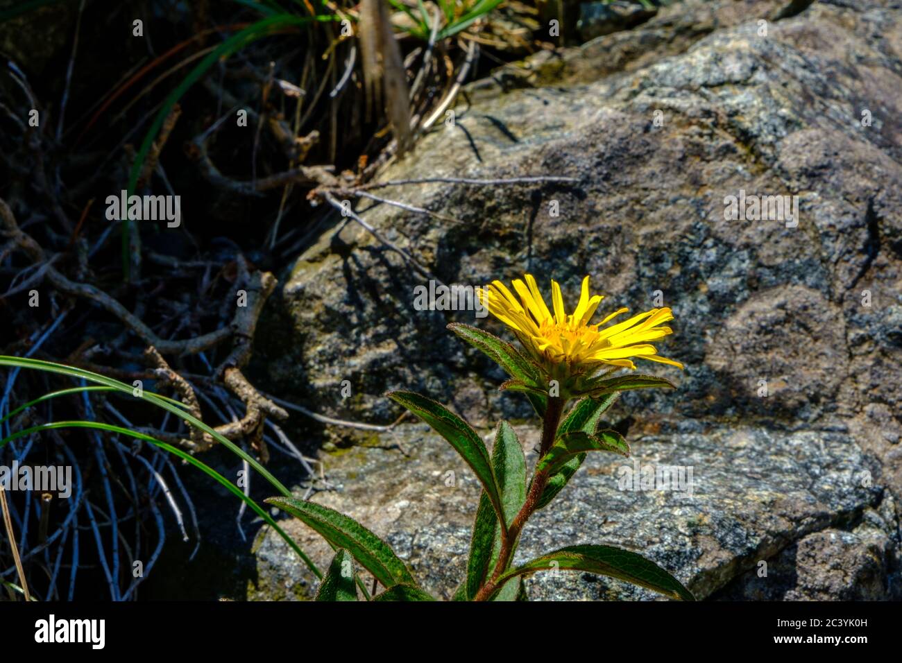 Dandeleon und Felsen auf Beigua Park, Ligurien, Italien Stockfoto