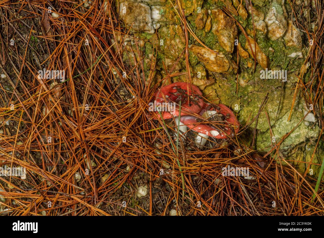 Entschlossen, diese Pilze zu überleben Russula persanguinea wachsen in einem unwirtlichen Ort Stockfoto