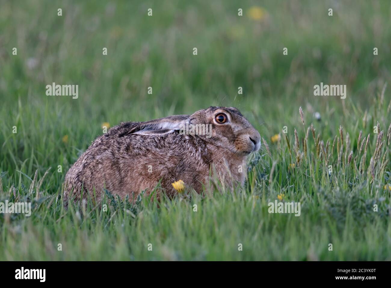 Feldhase/Europäischen Hase/Feldhase (Lepus europaeus) im Gras sitzen, frühlingshaften Wiese, geduckt, Verstecken mit Set zurück Ohren, Wildlife, Europa. Stockfoto