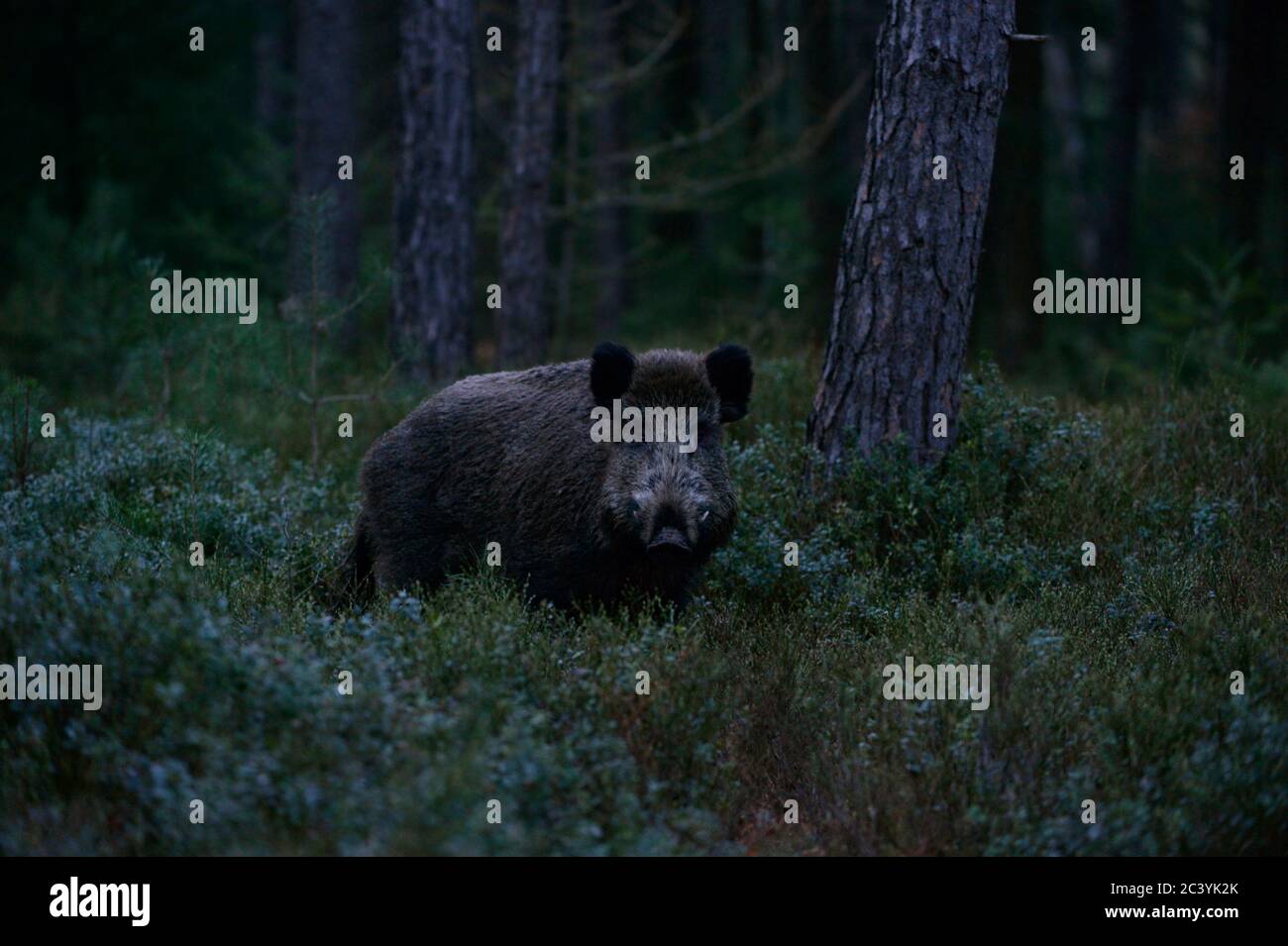 Keiler/Wildschwein (Sus scrofa) beeindruckende Tusker in der Dämmerung, in der Dämmerung, im Unterholz von einem dunklen Wald, Beobachten, Tierwelt, Europ. Stockfoto