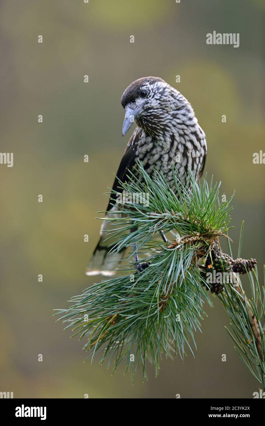 Nussknacker ( Nucifraga caryocatactes ), auf dem Zweig einer Zirbe ( Kiefer cembra ), schöne Herbstfarben, Tierwelt, Europa thront. Stockfoto