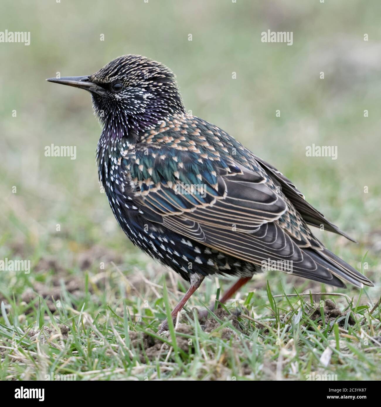 Common Starling/Star (Sturnus vulgaris) im Winter, das Sitzen/Stehen auf einer Wiese, um aufmerksam zu beobachten, Wildlife, Europa. Stockfoto