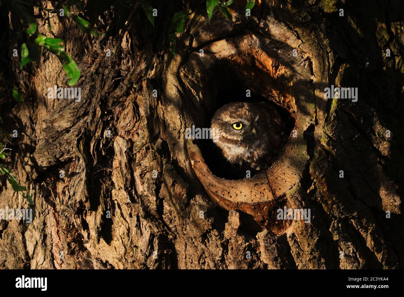 Kleine Eule / Minervas Eule / Steinkauz ( Athene noctua ) aus einer Baumhöhle im ersten Morgenlicht beobachten, sieht niedlich aus, Tierwelt, Europa. Stockfoto