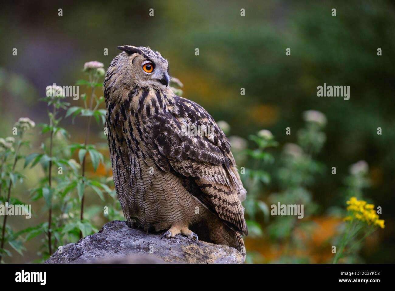 Eurasische Adlereule ( Bubo bubo ), auf einem Felsen in der Dämmerung thront, beobachten rund, in schöner Umgebung, Farben, Tierwelt, Europa. Stockfoto