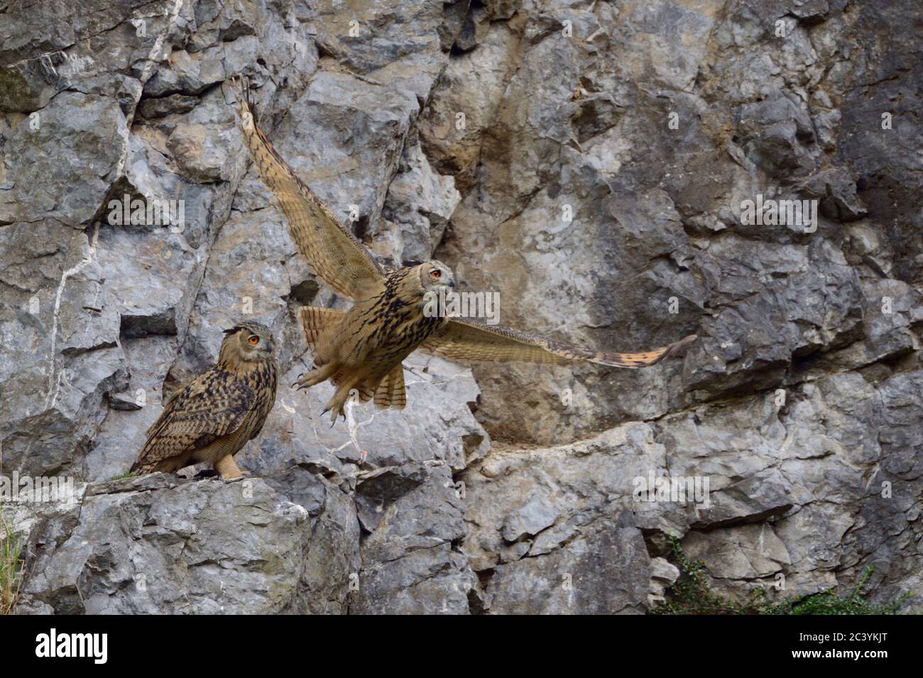 Eagle Owl ( Bubo bubo ), Eurasische Eagle Owls, auf Felsvorsprung in Felswand thront, ist man beim Start, Tierwelt, Europa. Stockfoto