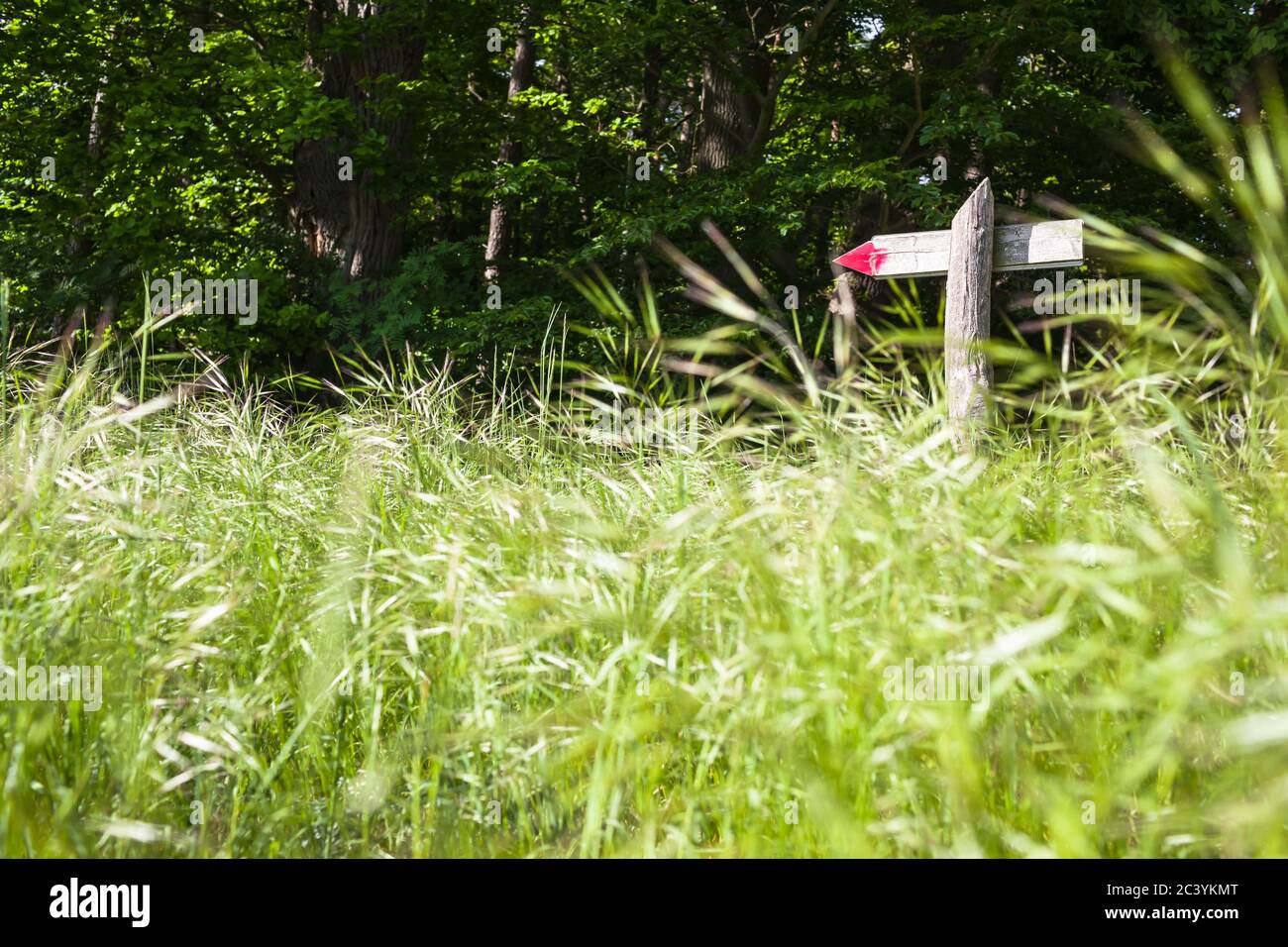 Holzschild am Wanderweg zwischen Wald und hoher Wiese (Kopierplatz) Stockfoto