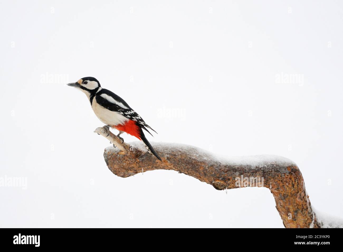 Großer Specht ( Dendrocopos Major ) auf einem Zweig im Winter thront, beobachten, minimalistisch in weiß, Tierwelt, Europa. Stockfoto