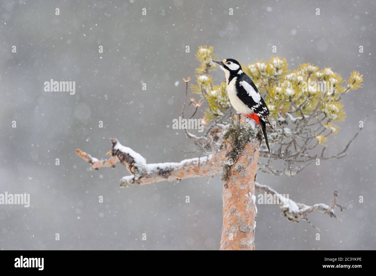 Großer Specht ( Dendrocopos Major ) auf einer Kiefer im Winter thront, fallenden Schnee, Tierwelt, Europa. Stockfoto