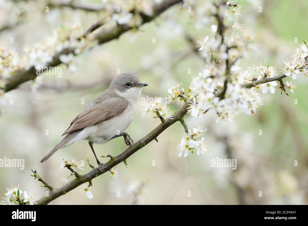 Lesser Whitethroat ( Sylvia curruca ) in einer schönen weißen blühenden Hecke von Weißdorn, Weißdorn ( Crataegus ), Tierwelt, Europa thront. Stockfoto