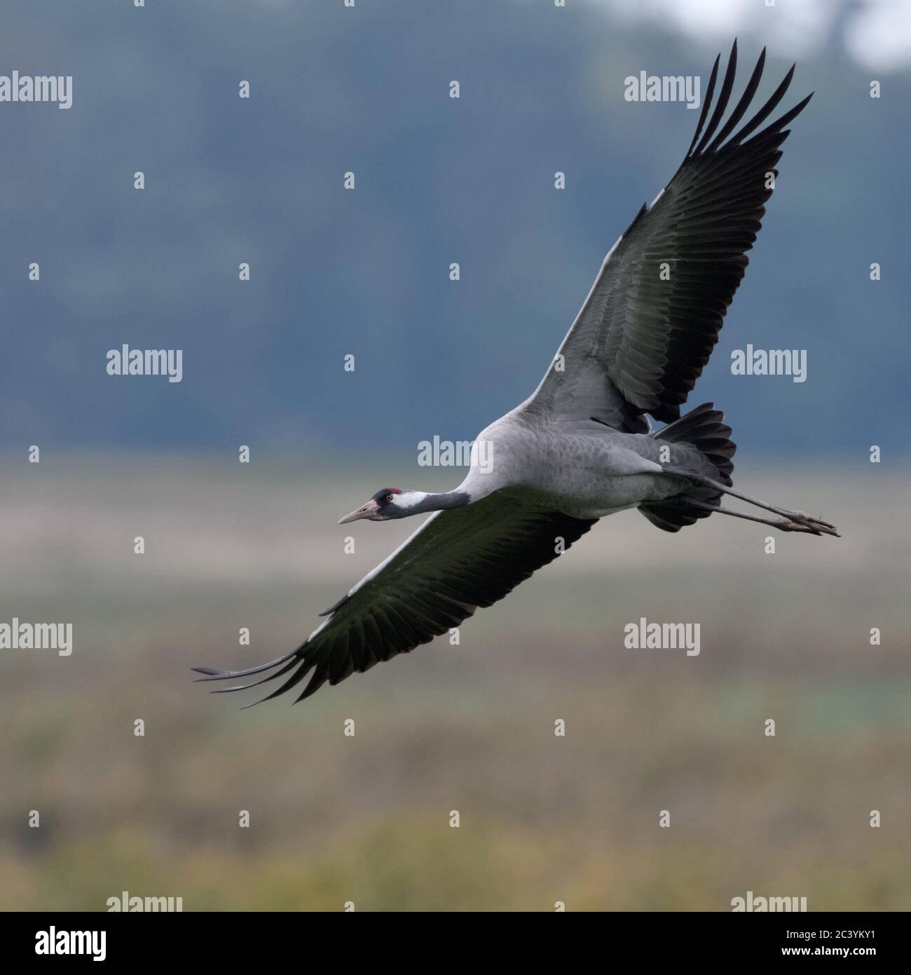 Kranich/Graukranich (Grus Grus), Erwachsene im Flug, seine Flügel ausbreitet, während der Vogelzug, detaillierte schoß, weiches Licht, Tierwelt, Stockfoto
