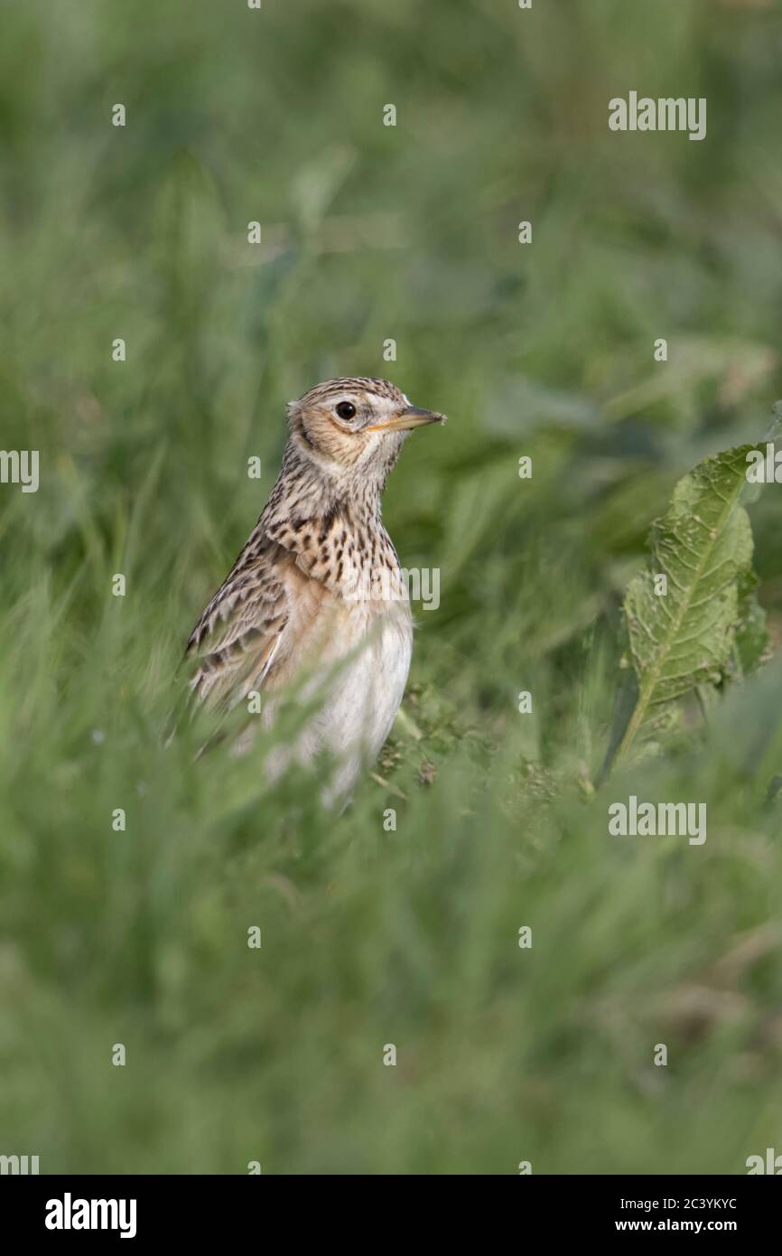 Skylark/Feldlerche (Alauda arvensis), Erwachsene im Frühjahr, sitzend auf dem Boden in einer Wiese, Weide, im Gras, Stretching, beobachten aufmerksam, Wildlife, Eur Stockfoto