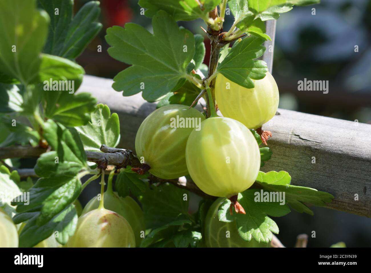 Stachelbeeren Stockfoto