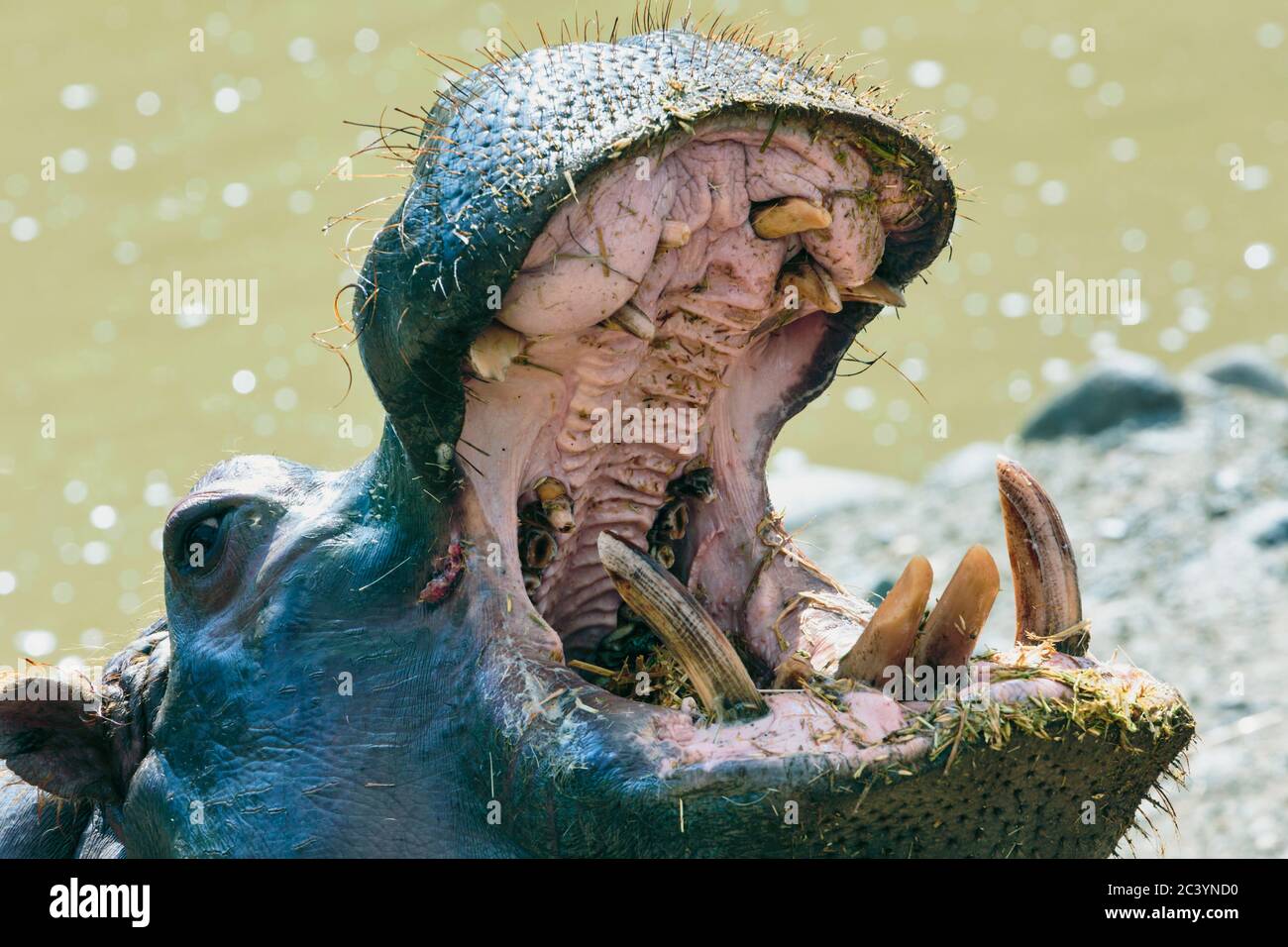 Nilpferd (Hippopotamus amphibius) mit offenem Mund. Fotografiert in Gefangenschaft. Stockfoto