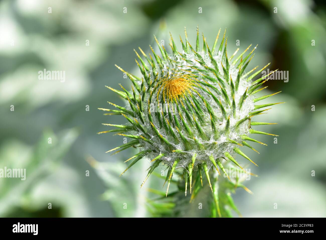 Riesen distel Fotos und Bildmaterial in hoher Auflösung Alamy