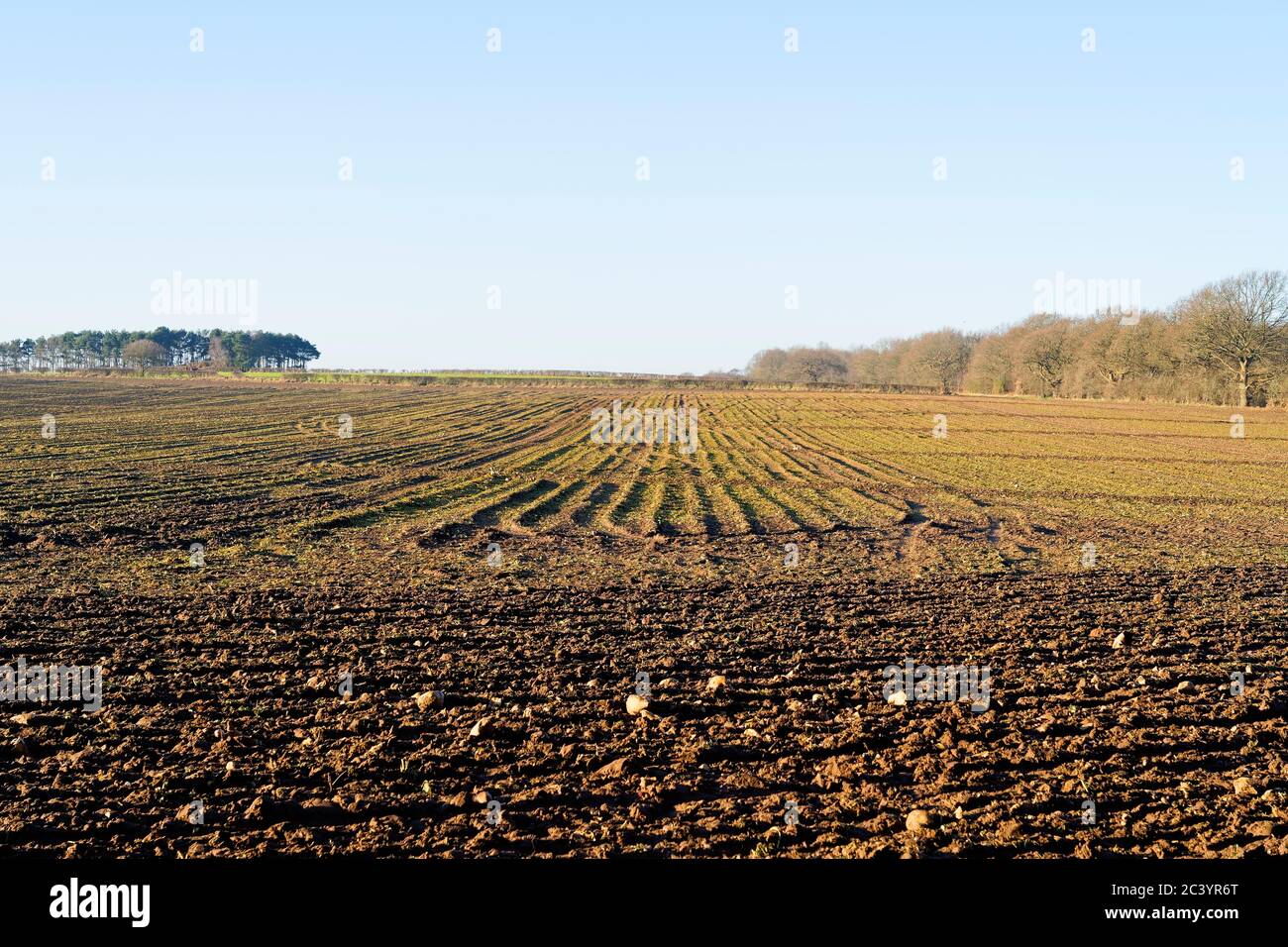 An einem Wintertag ist ein gepflügtes Feld mit Grün getönt, das zeigt, dass eine neue Ernte wächst Stockfoto