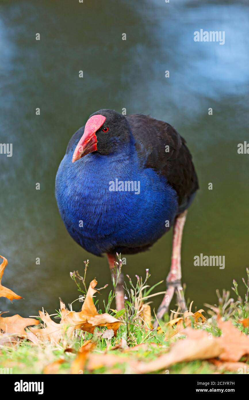Vögel / Australasian Swamphen auf der Nahrungssuche am Lake Wendouree, Ballarat Victoria Australien. Stockfoto