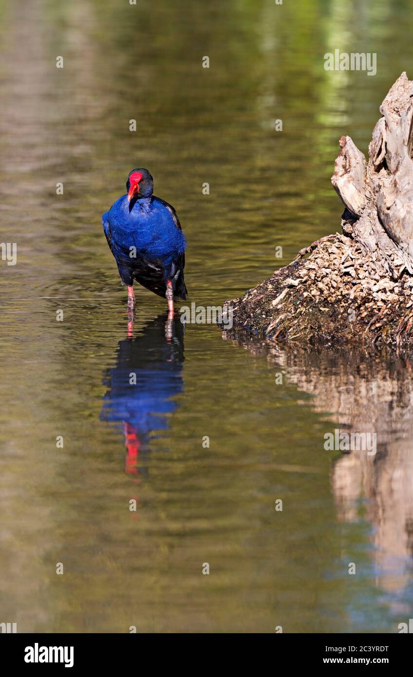 Vögel / Australasian Swamphen Nahrungssuche in Ballarat Victoria Australien. Stockfoto