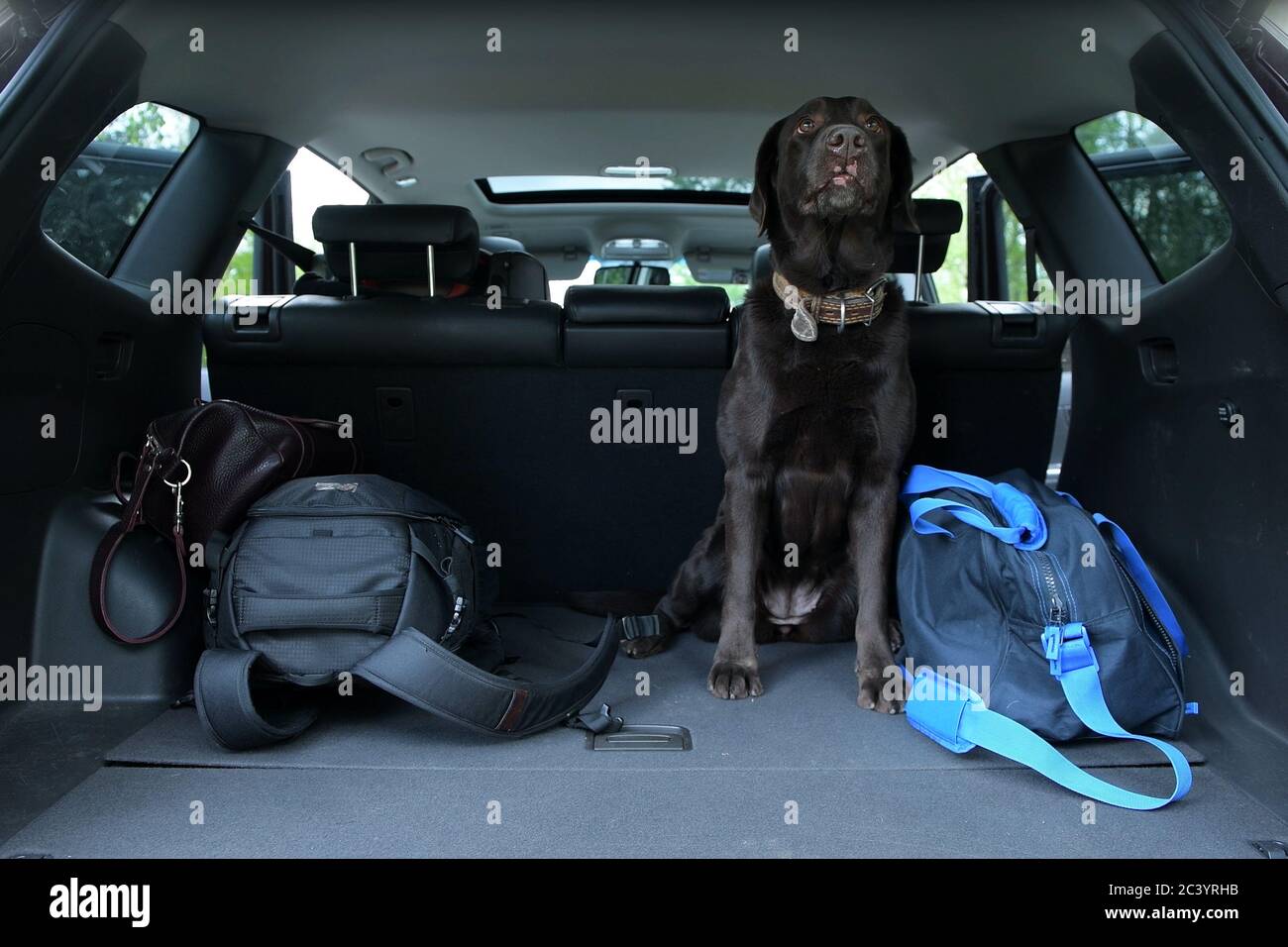 Drei Taschen und ein Hund sind im Kofferraum eines SUV. Reisekosten Stockfoto