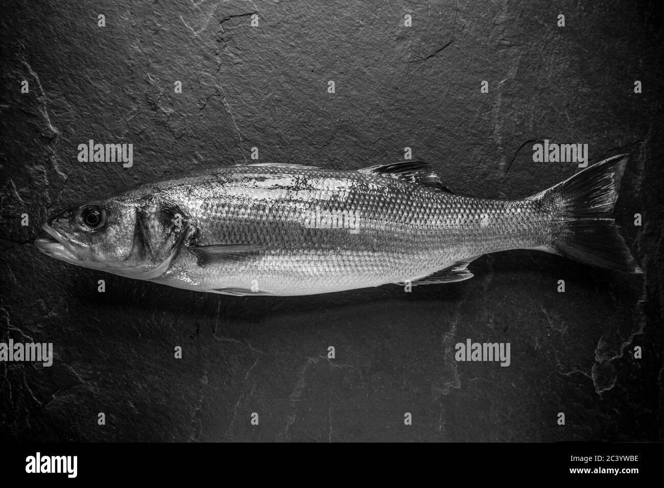 Ein frisch gefangener Bass, Dicentrarchus labrax, der auf Stange und Linie vom Ufer gefangen wurde. Dunkler Schieferhintergrund. Dorset England GB Stockfoto