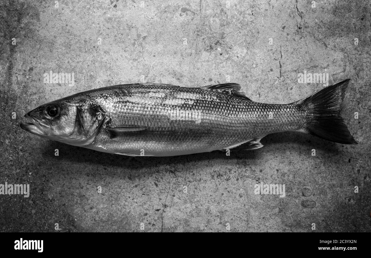 Ein frisch gefangener Bass, Dicentrarchus labrax, der auf Stange und Linie vom Ufer gefangen wurde. Schwarz-weiß hellen Stein Hintergrund. Dorset England, Großbritannien Stockfoto