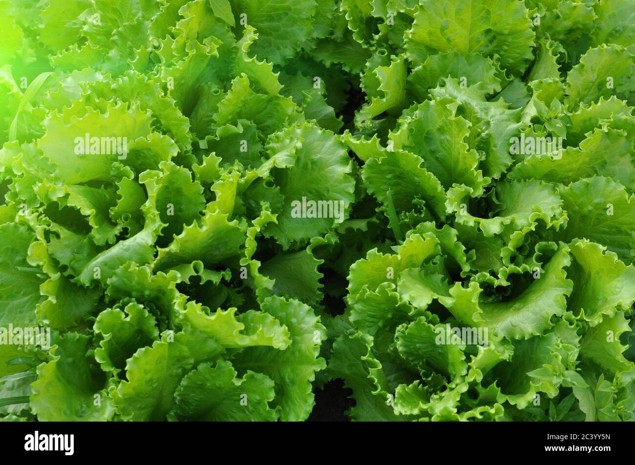 Hintergrund von Blättern des grünen Salates auf. Plantage von Salatblättern. Stockfoto