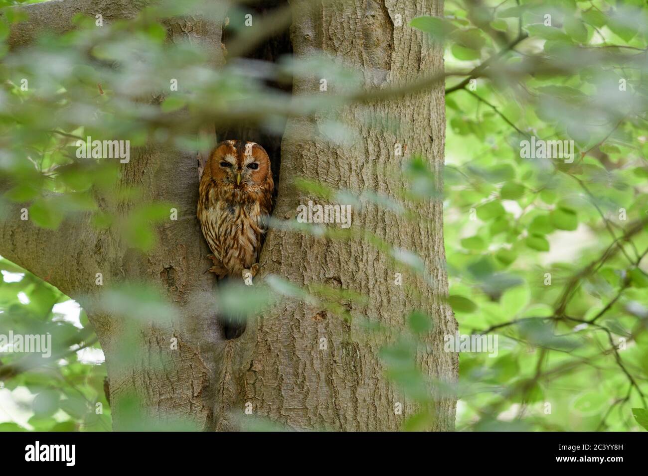 Waldkauz (Strix aluco) in einem Loch in Buche, umgeben von verschwommenen grünen Blättern Stockfoto