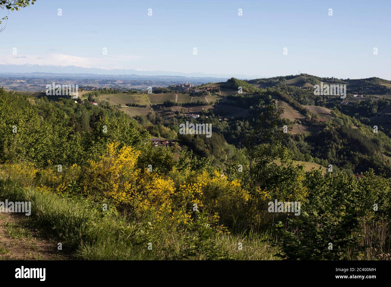 Langhe Panoramablick mit Ginsterstrauch aus Sessame, Piemont, Italien Stockfoto