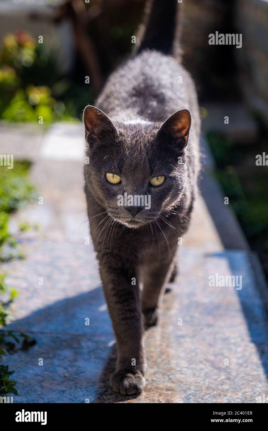 Schwarzes Katzenportrait im Garten. Augen im Fokus. Haustiere. Katzentier. Stockfoto