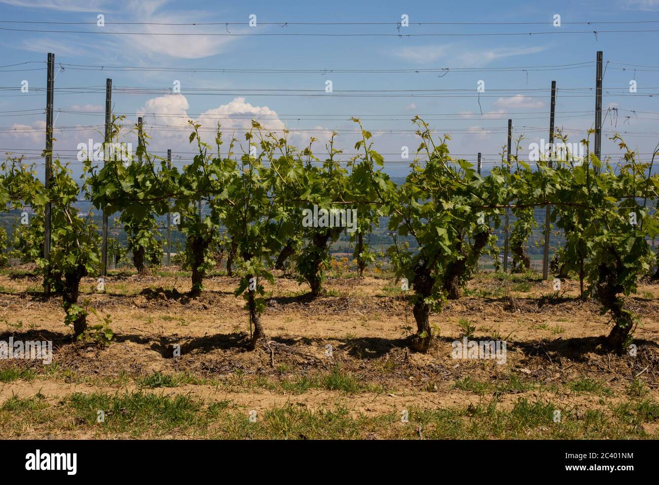 Weinreihen bei Sessame, Piemont, Italien Stockfoto