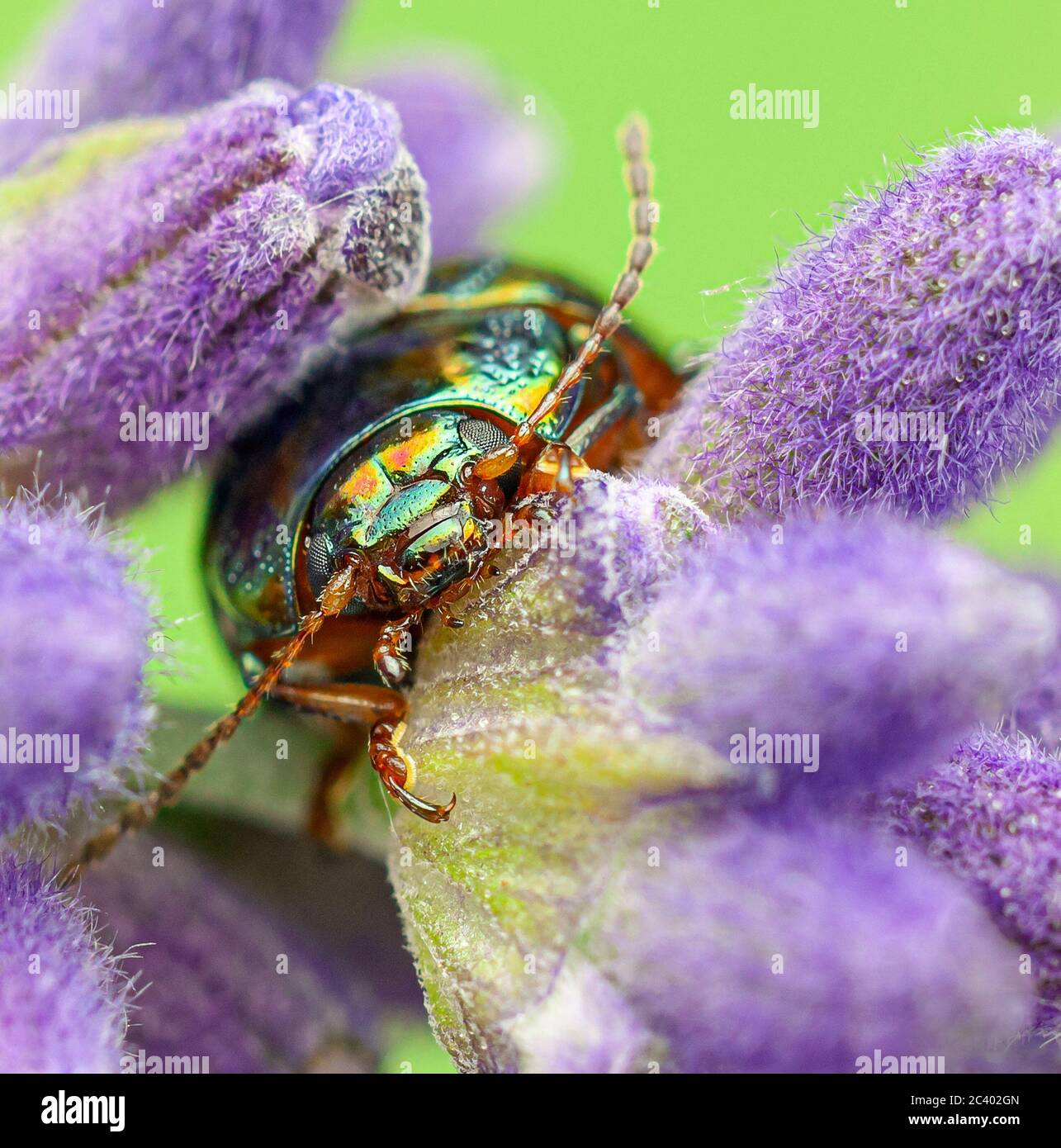 Rosmarin-Leaf Beetle Chrysolina Americana. Stockfoto