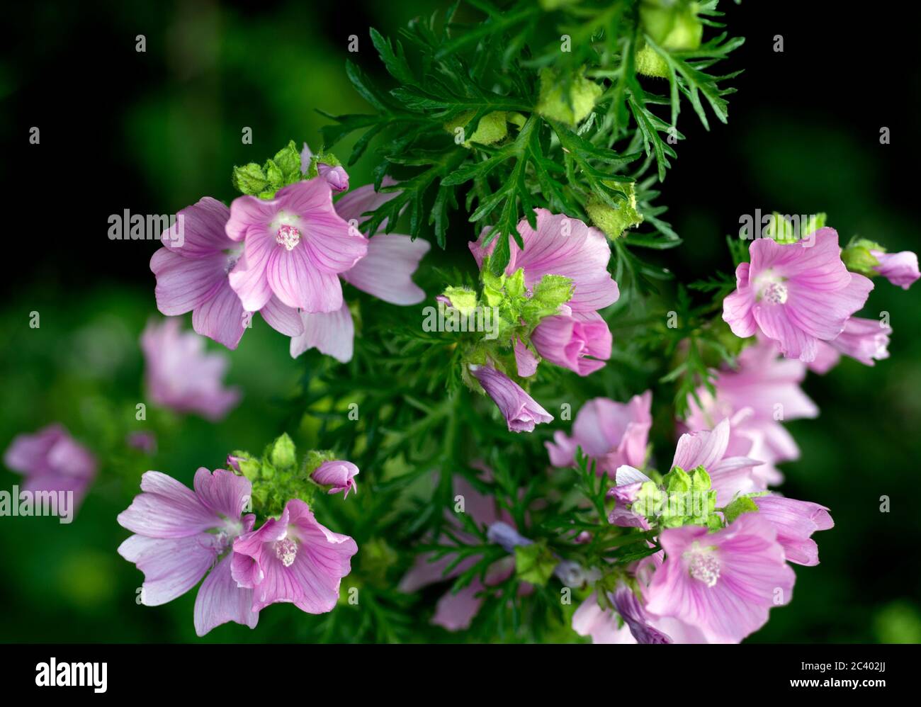 Musk Mallow (Malva moschata), Warwickshire, Großbritannien Stockfoto